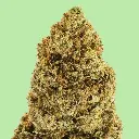 Durban Poison Premium Green House CBD Flowers 