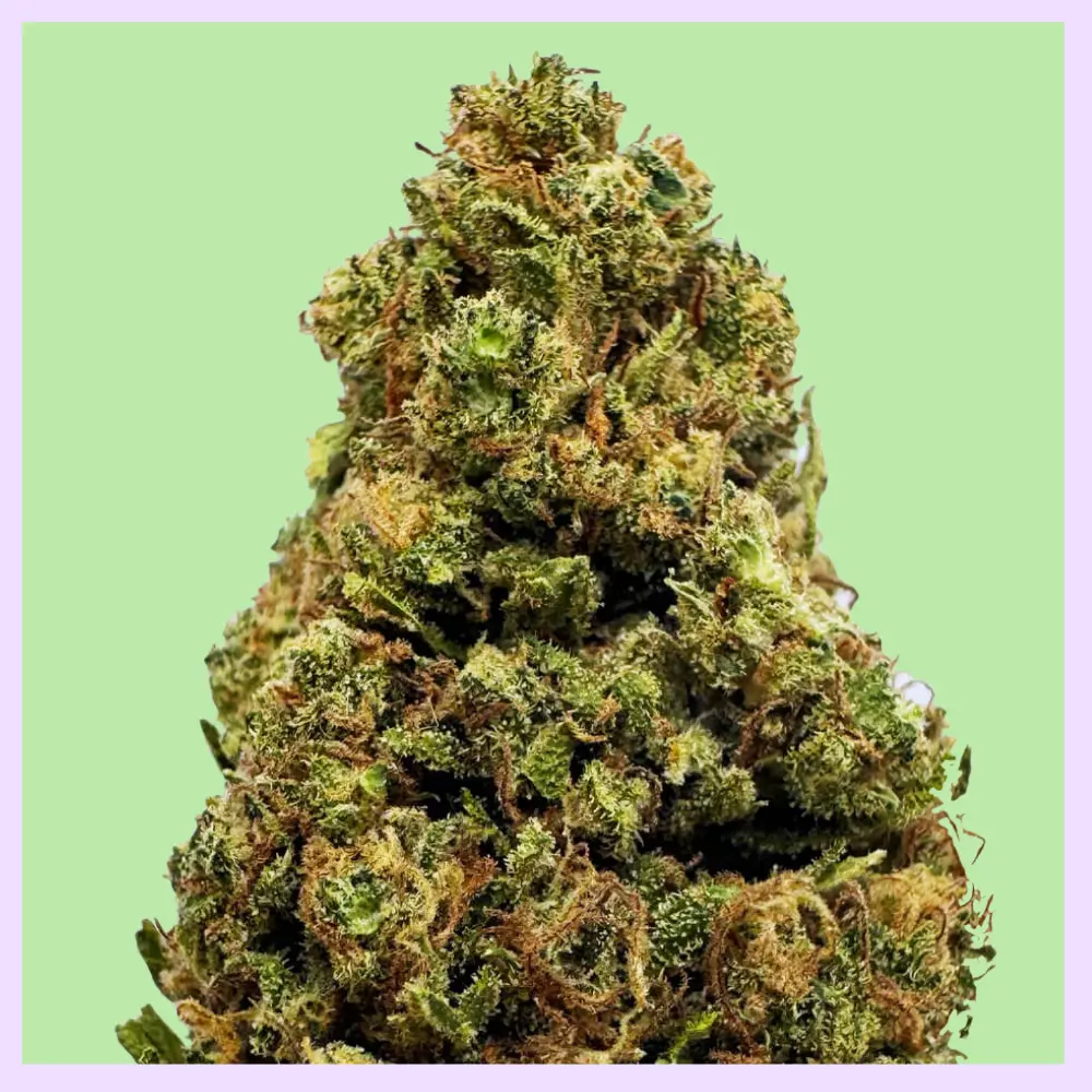 Orange Bud Premium Green House CBD Flowers 