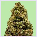Orange Bud Premium Green House CBD Flowers 